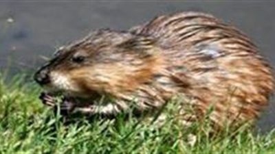 muskusrat