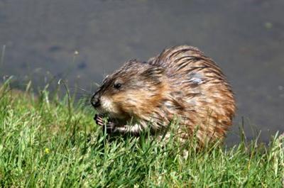 muskusrat1