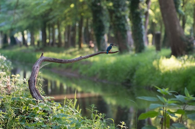 IJsvogel-Bolsschebeek