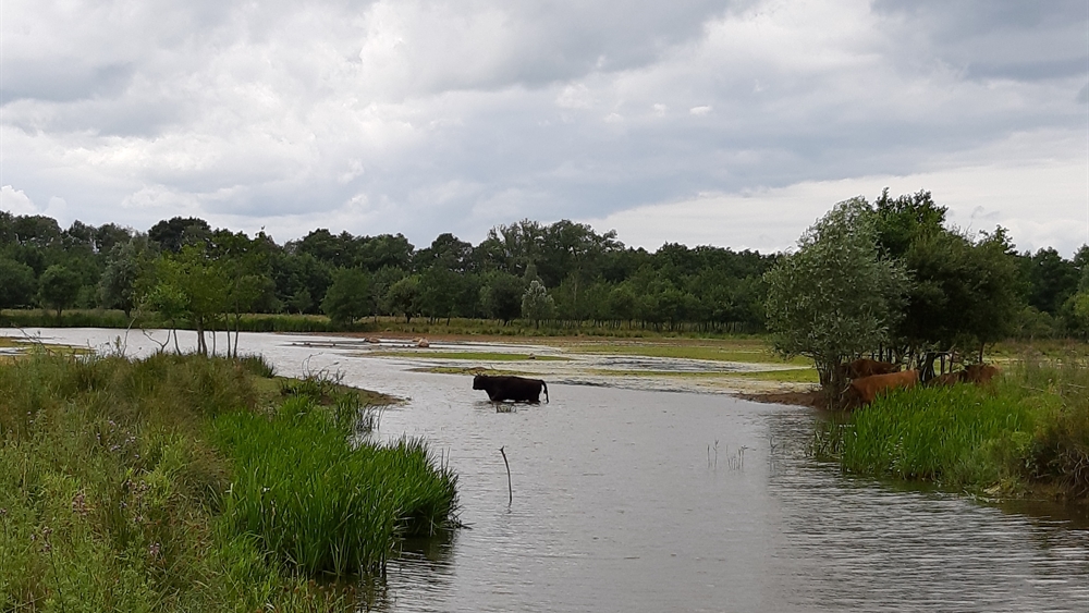 Gees Gemaal Bollema koe in het water