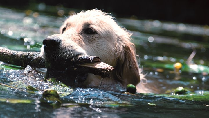 hond_stok_uitsnede