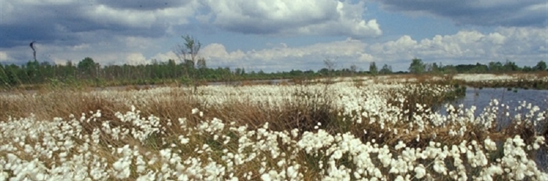 Veenpluis in het Bargerveen