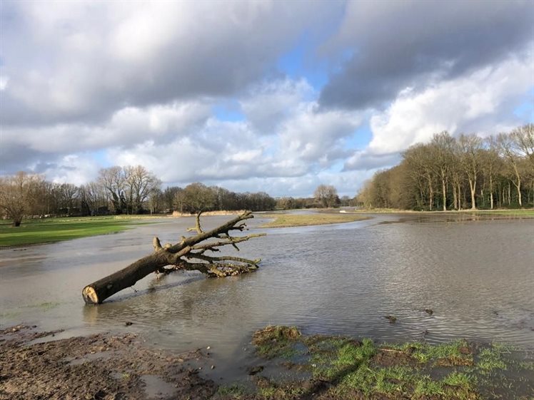 Dinkel hoog water