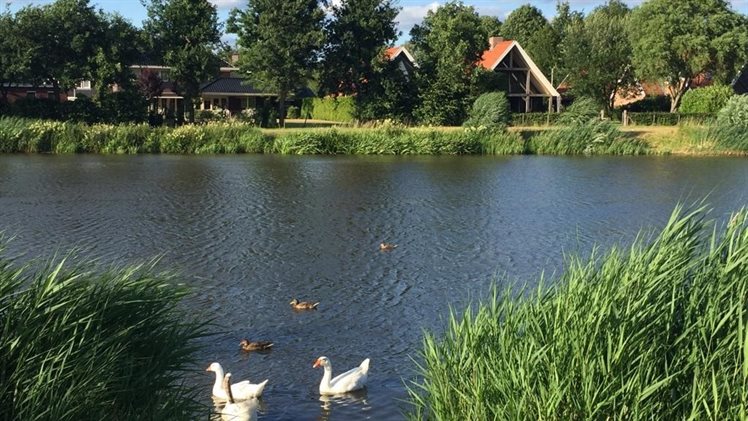 Vijver slangenbeek