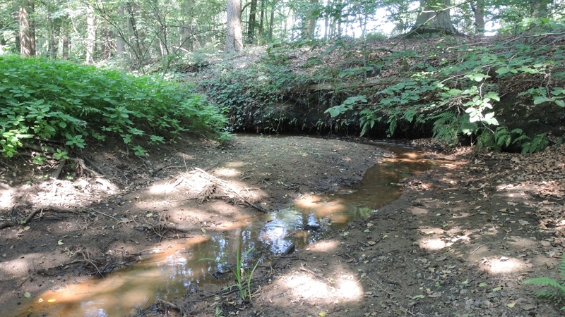 Hegebeek met nog een beetje water