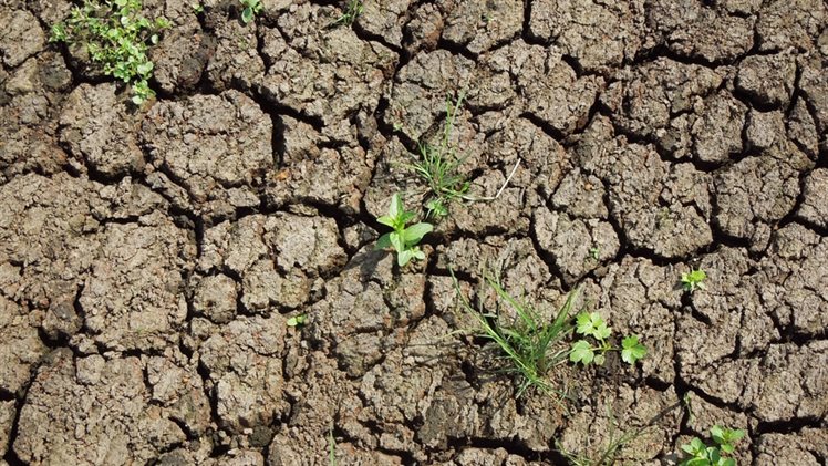 VOL Droogte foto grond klein