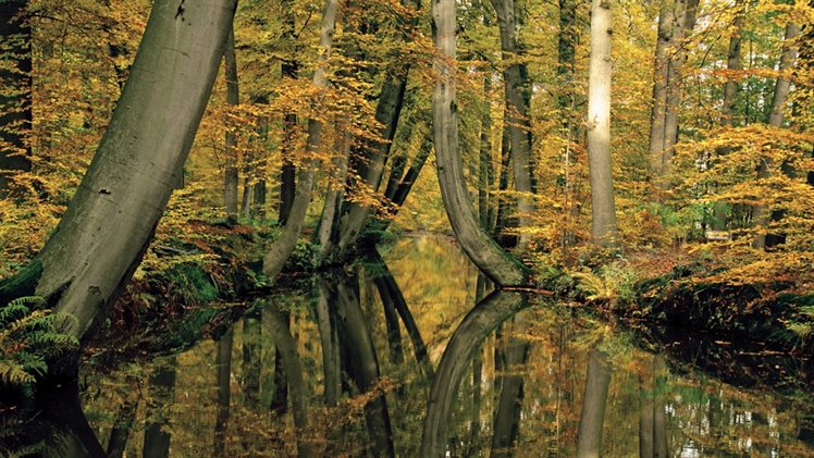 twickelervaart bomen doorkijk