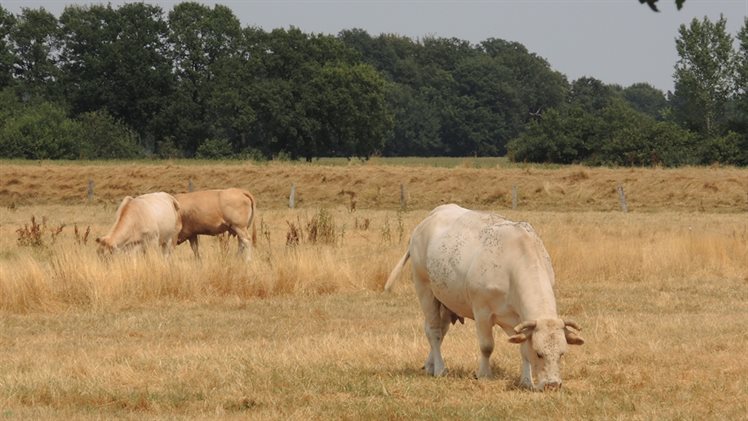 Dinkel omgeving Stokkenspiek