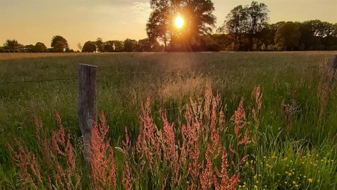 zon op het veld