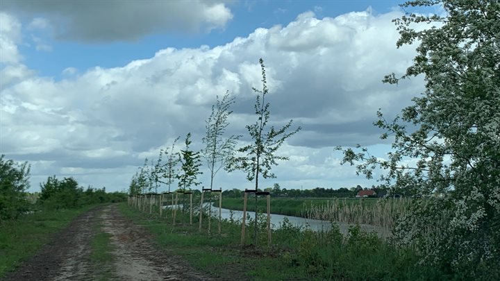 Nieuwe bomen langs Zwolsekanaal fase 1
