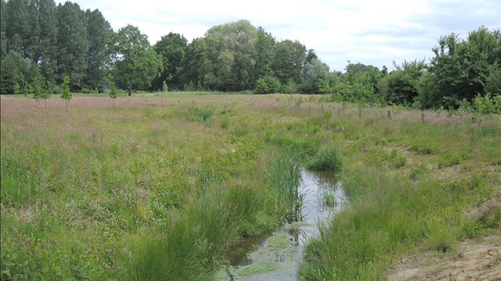 Nieuwe meanders aangelegd ipv kaarsrechte beek