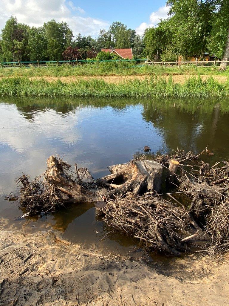 Stronken dood hout vastgemaakt in oever van Dinkel bij Glane