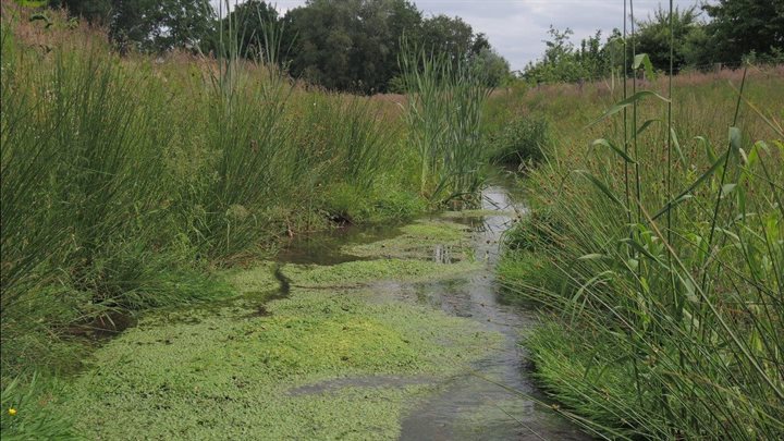 Minder vaak tot helemaal niet maaien geeft variatie in begroeiing, en werkt als groene stuw in de Deurningerbeek