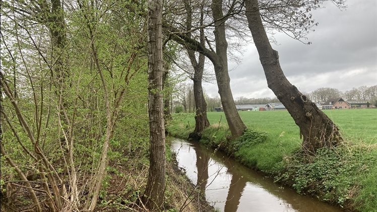 Sfeerbeeld Geestersche Molenbeek met aan twee zijden beplanting en aan de rechteroever alleen bomen.