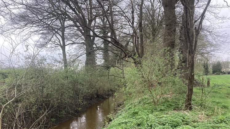Sfeerbeeld Geestersche Molenbeek met aan twee kanten van de beek bomen en struiken.