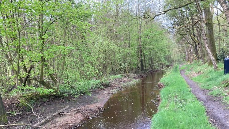 Hegebeek in bos