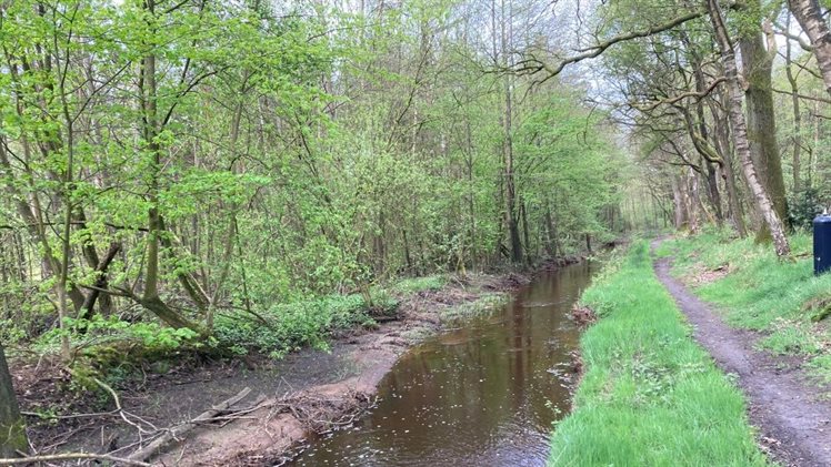 Hegebeek in bos