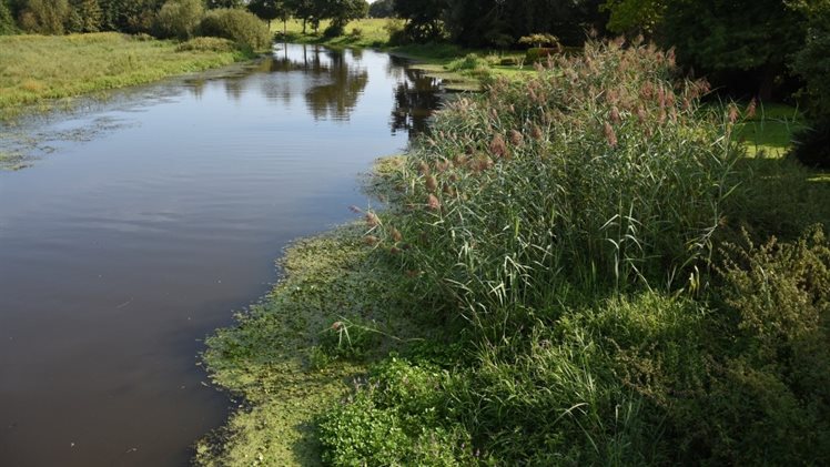 voorbeeld natuurvriendelijke oever