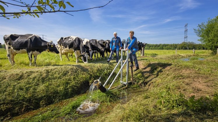 stuw_boer_koeien