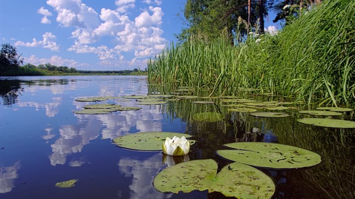waterbloem