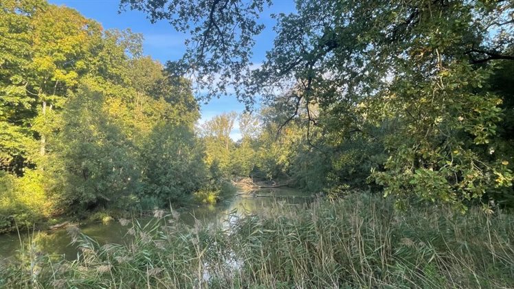 Bomen in Oude Vechtarm