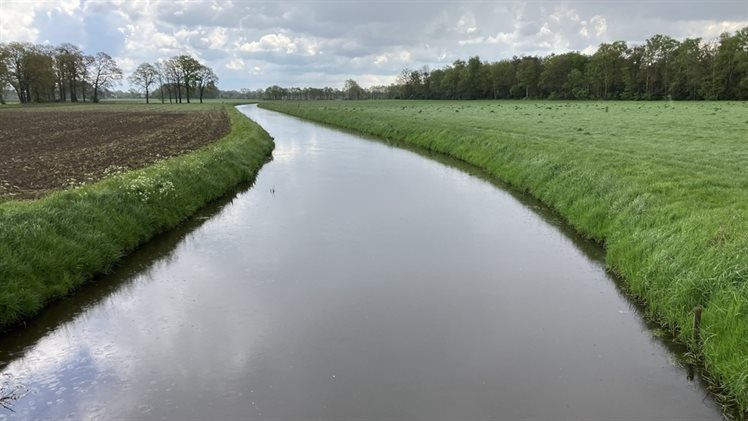 Exosche Aa Loolee (2)