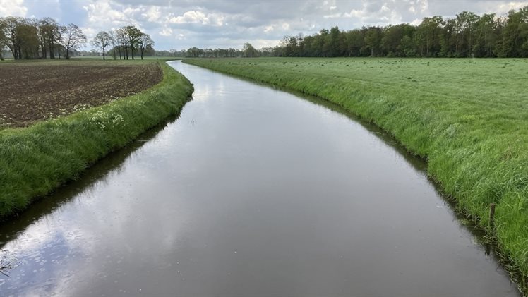 Exosche Aa Loolee (2)