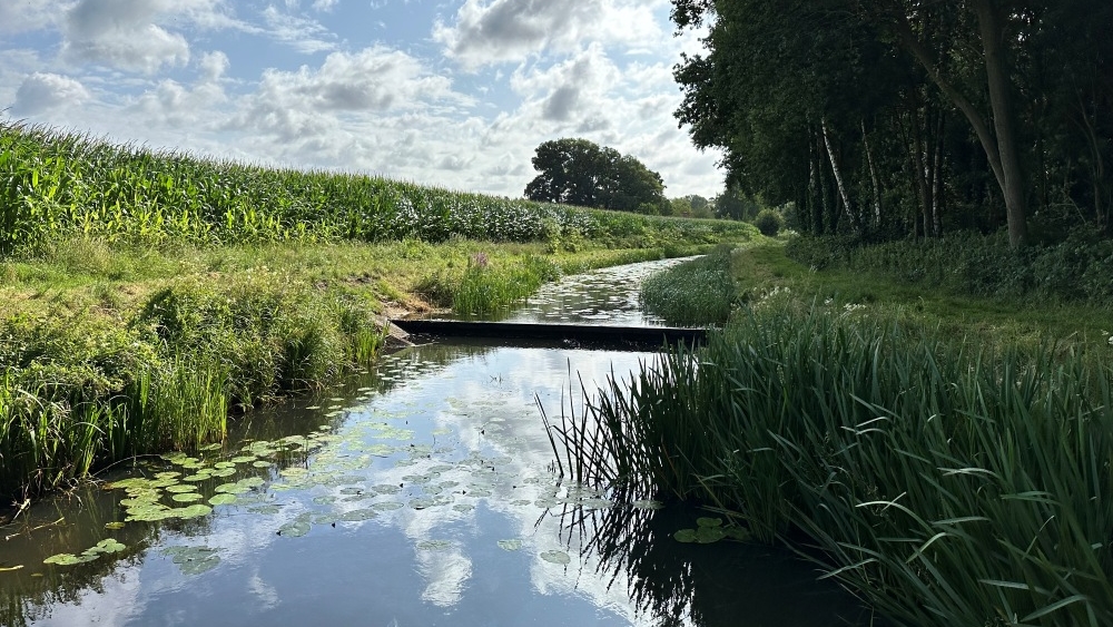stuw in de beek