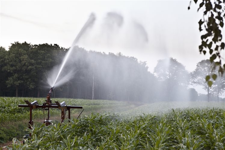 Beregening mais droogte agrarisch