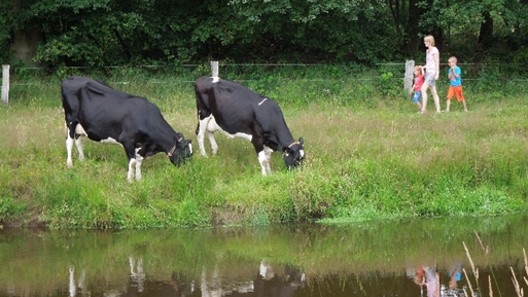 wandelen en koeien