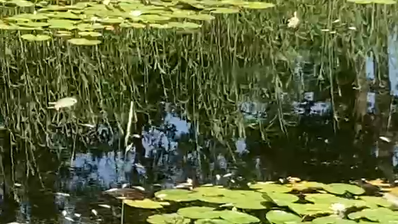 Reutum dode vissen Almelo-Nordhorn kanaal