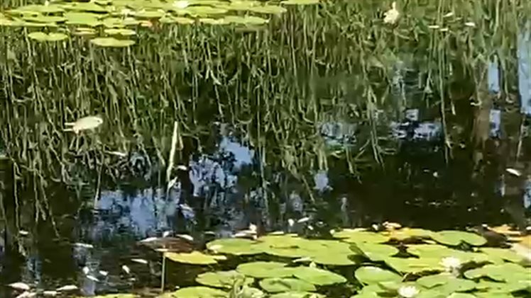 Reutum dode vissen Almelo-Nordhorn kanaal