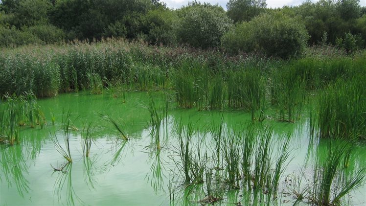 Vijver met blauwalg